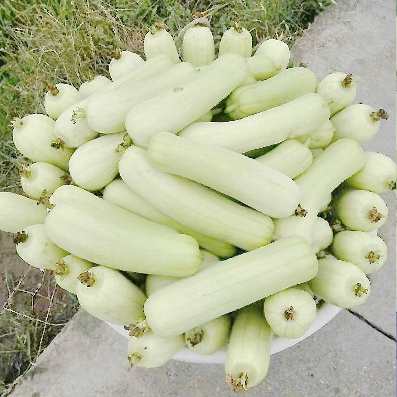 湖南白丝瓜种籽香白玉丝瓜种子早熟高产短棒大肉丝瓜种子蔬菜种孑