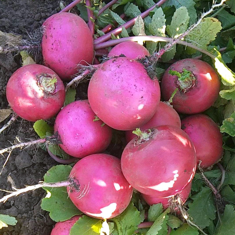 红萝卜种子东北北大特大红皮蔬菜四季播大红丰家庭园艺种子