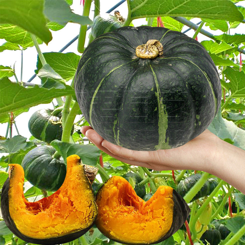 贝贝种籽贝贝迷迷你小南瓜高产香甜粉糯日本真四季家庭园艺种子