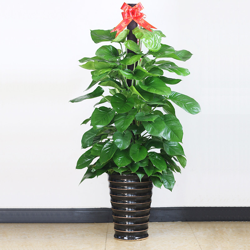 绿萝盆栽大叶柱大花卉开业乔迁办公办公室室内绿植