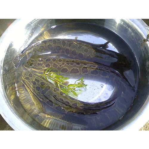 鱼苗七星鱼黑乌鱼大型食肉凶猛猛鱼活体淡水鱼