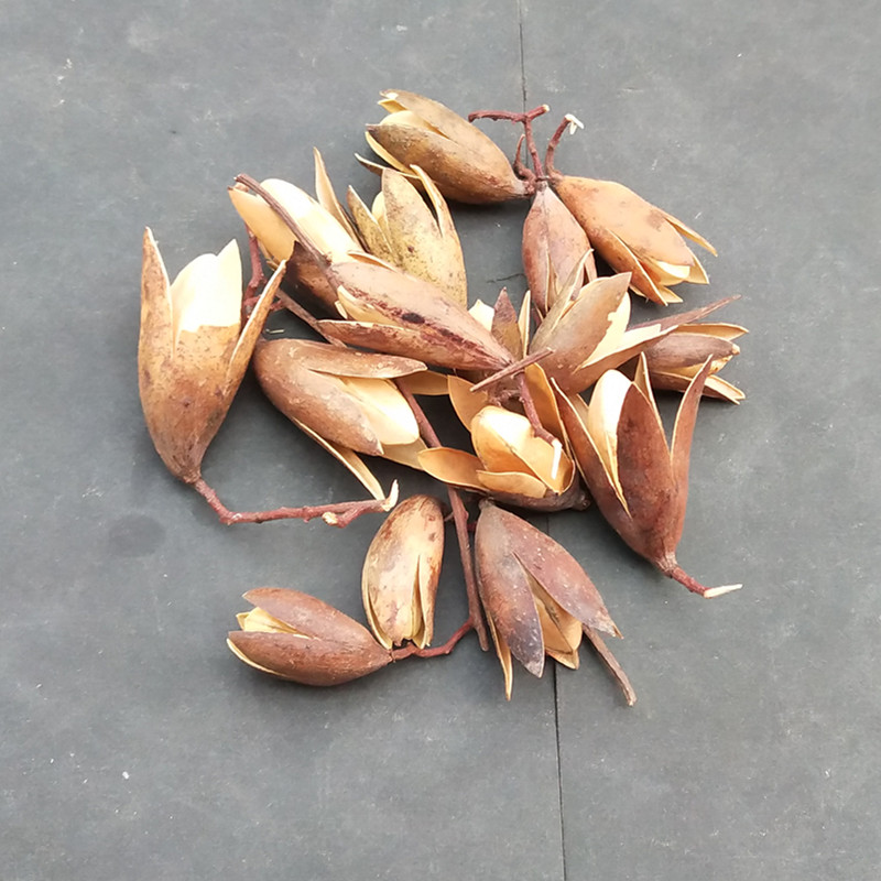 香椿中药材野生椿树果香果实新货500克包邮其他药食同源食品