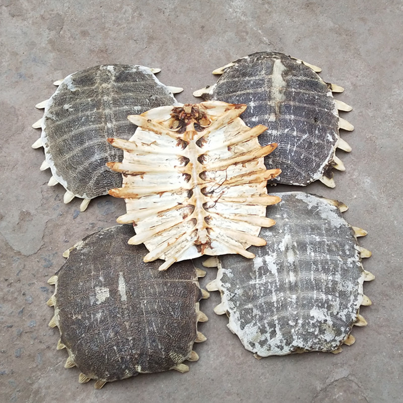 鳖甲中药材生鳖整壳甲鱼盖子另售龟甲龟板500克其他药食同源食品