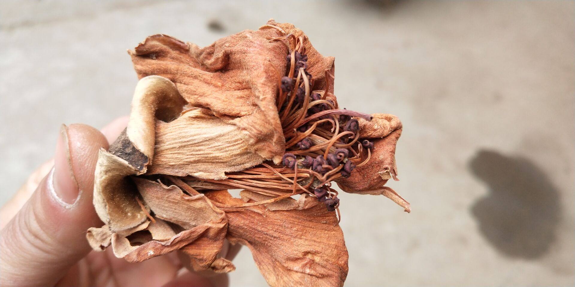 木棉花中药材斑枝野生攀枝花优质煲汤汤料500克包邮其他药食同源食品