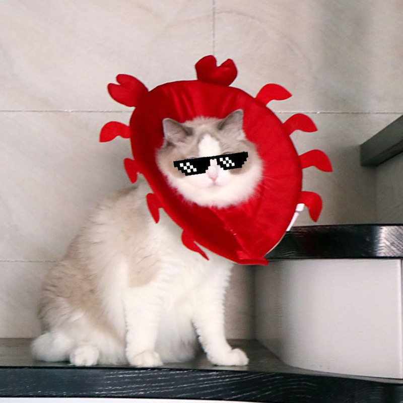 猫咪伊丽莎白日系卡通可爱宠物猫用脖套头套耻辱项圈