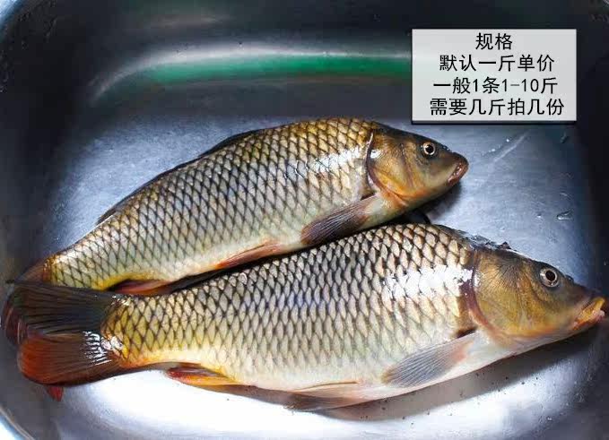 贵州清水江淡水鱼野生鲤鱼新鲜鲜活鲤鱼500g活体现杀冰鲜冷运