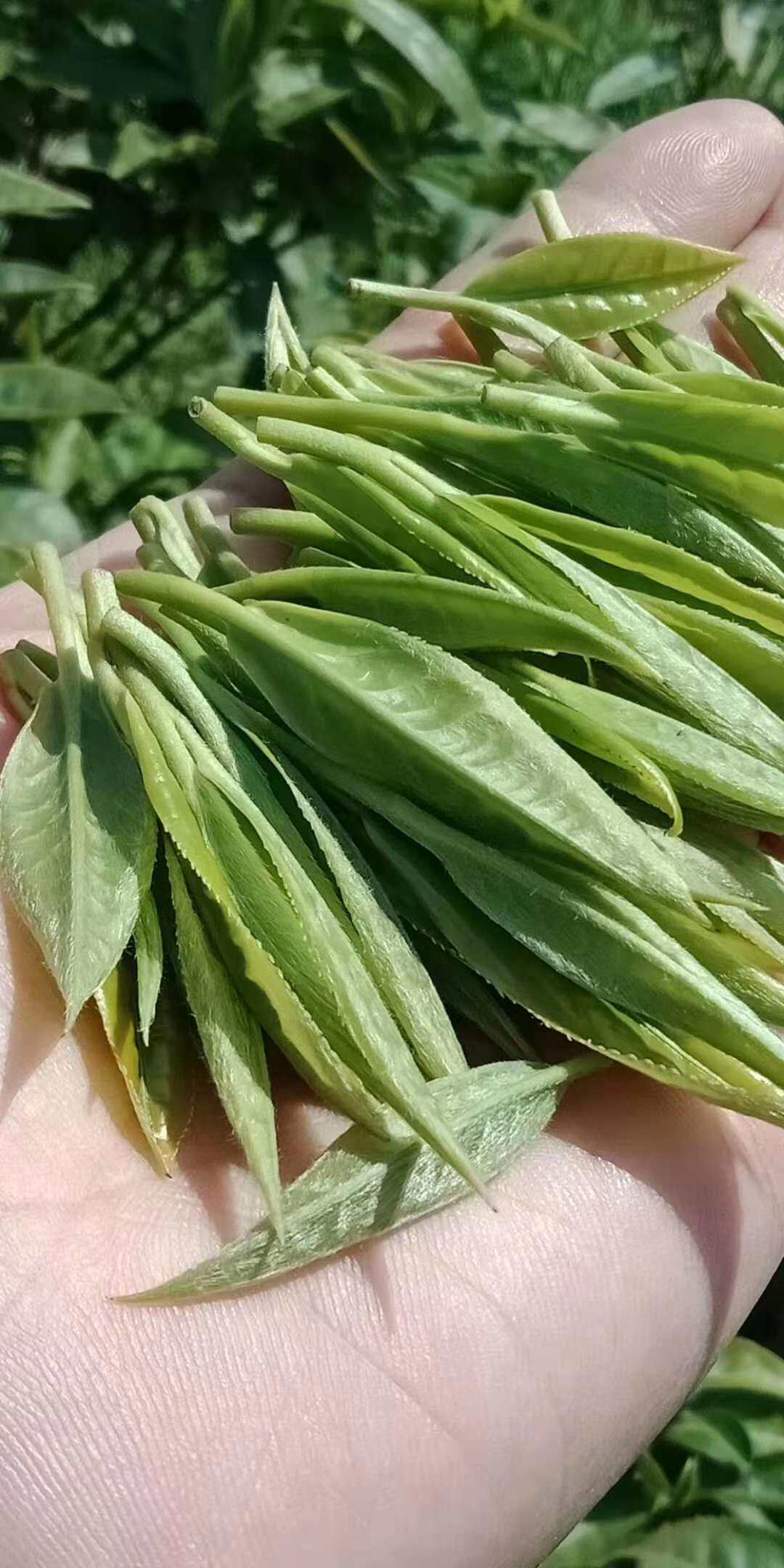 2022炎陵高山云雾红茶250g包装湖南酃县特产特色产区红茶