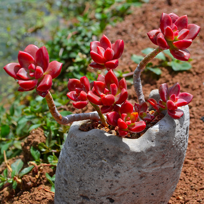 老桩姬胧月多头群生植物盆栽肉肉大颗好养造型多肉植物