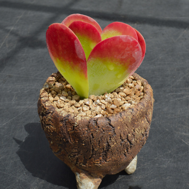 唐印多肉植物稀有品种货多肉老桩室内盆栽好养多肉植物