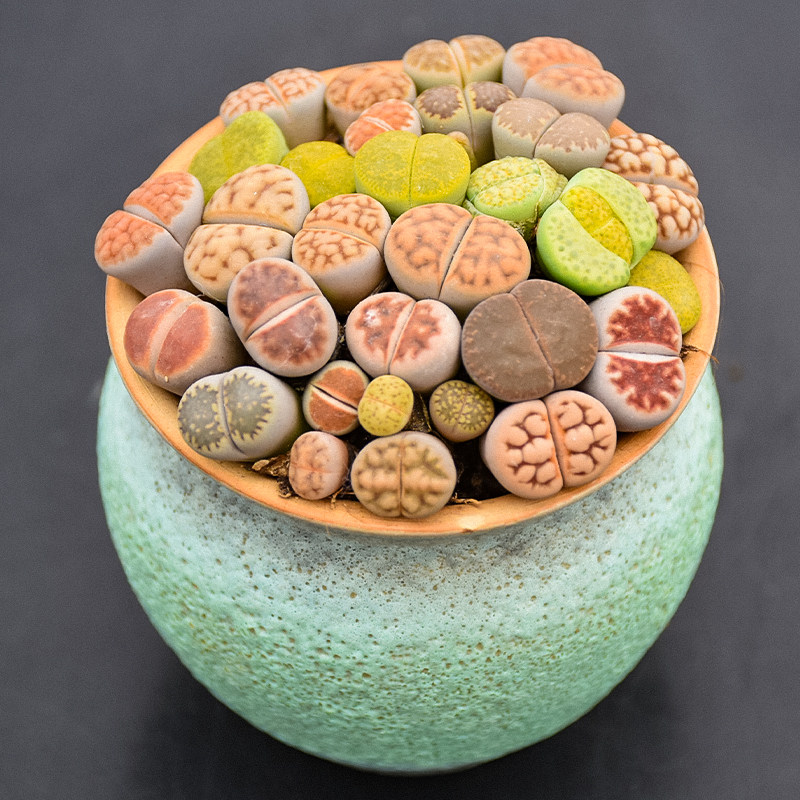 生石石头颗好科大番杏肉肉花卉开花屁屁花多多肉植物