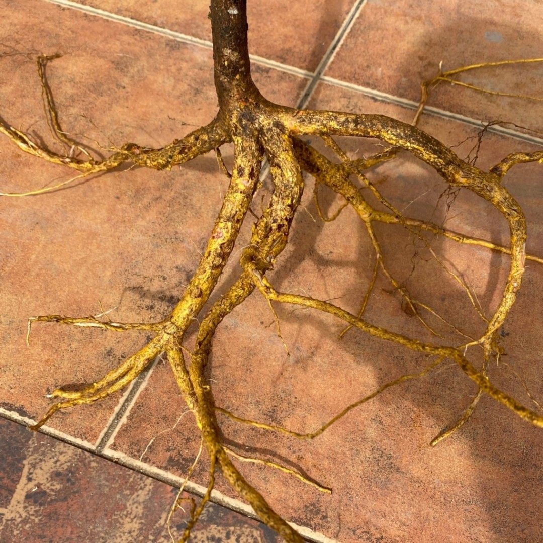 广西昭平七冲瑶 深山黄皮土杜仲 野生山杜仲纯根 炖汤泡酒 250g 贺州