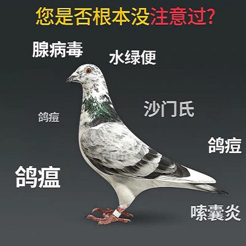 心连心百消潵抗病毒赛鸽新城疫嗉囊炎呕吐腺病毒鸽子绿便鸽药大全