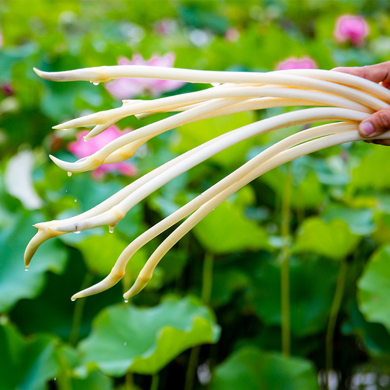 洪湖泡藕带泡椒藕尖酸辣味藕肠子下饭菜泡菜酸辣藕带湖北荆州特产