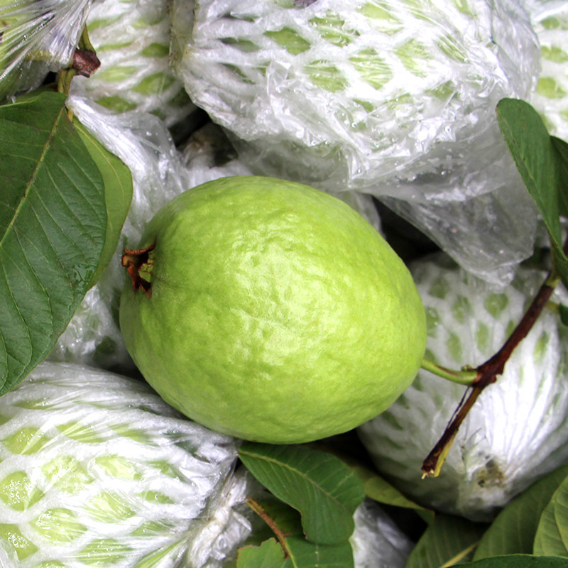 海南白心芭番石榴10斤整箱当季现摘新鲜热带水果巴乐芭乐