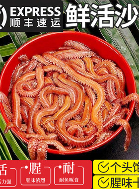 活沙蚕红青虫鲈鱼饵沙蚕海钓鱼饵料