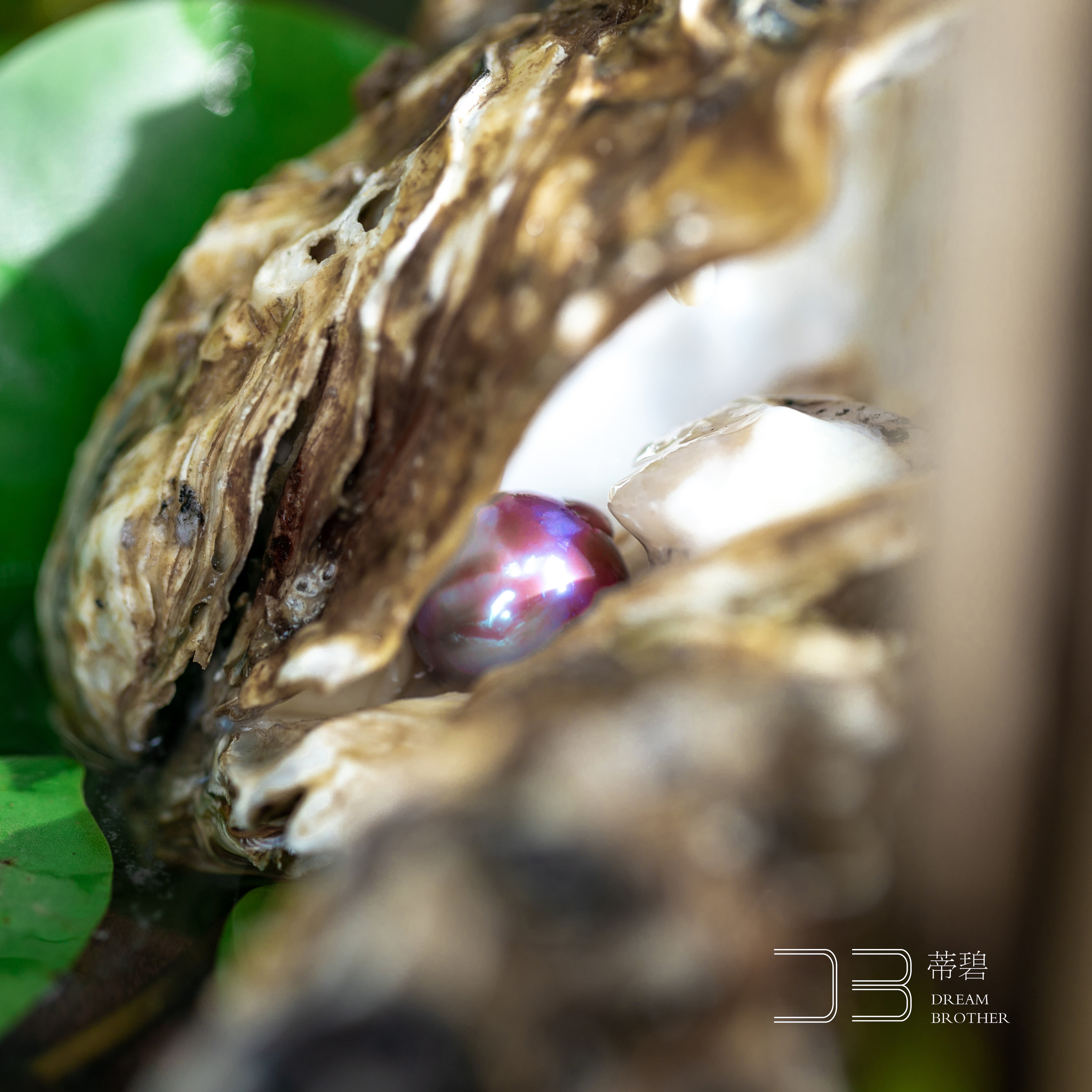 珍珠深色单珠直播开蚌淡水爱迪生单珠蚌单颗紫色珠宝奇石