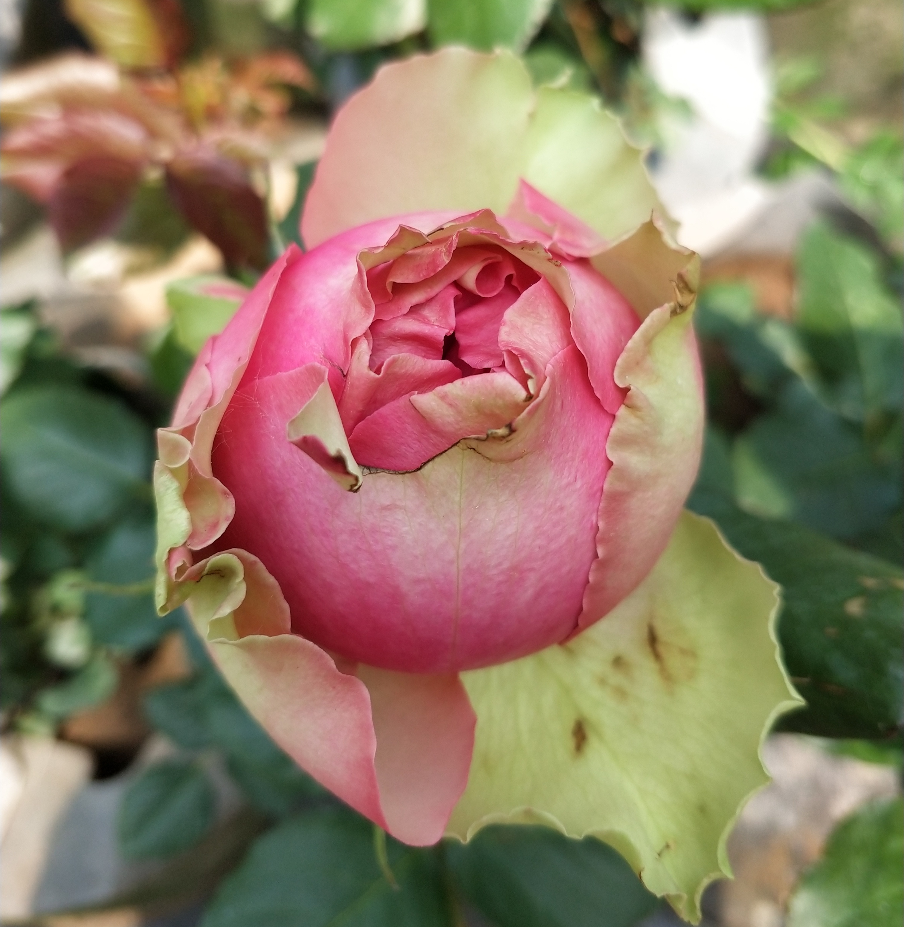 躲躲躲藏藏月月季花伊芙莲花宝石火焰玛丽紫袍玉带花卉