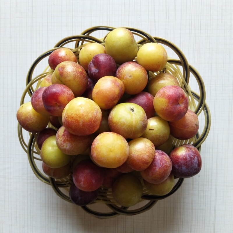 湖北五月青红麦李新鲜香甜甜酸李子5斤包邮现李子