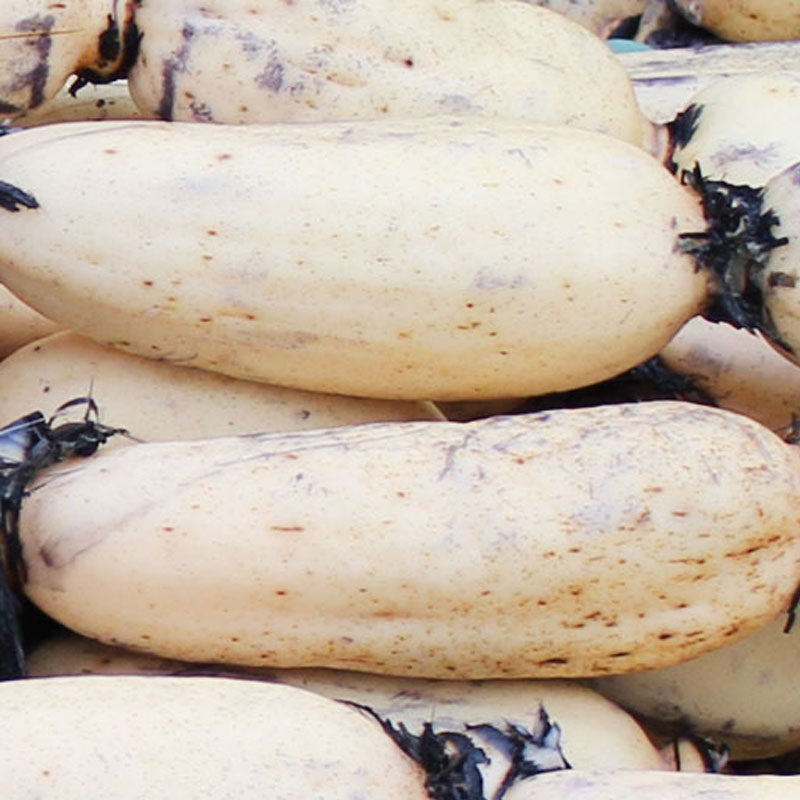 正宗湖北特产 嘉鱼珍湖莲藕新鲜洪湖野生粉糯莲藕5斤装 现挖现发