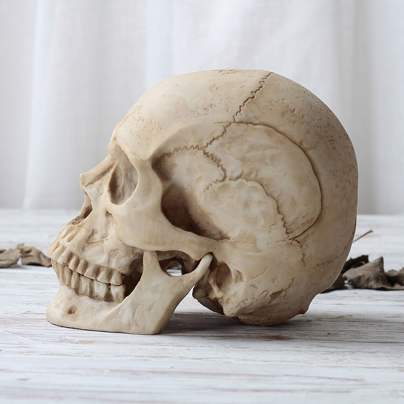 头骨模型 仿真人头骨临床人体解剖颅骨万圣节道具美术教学 骷髅头