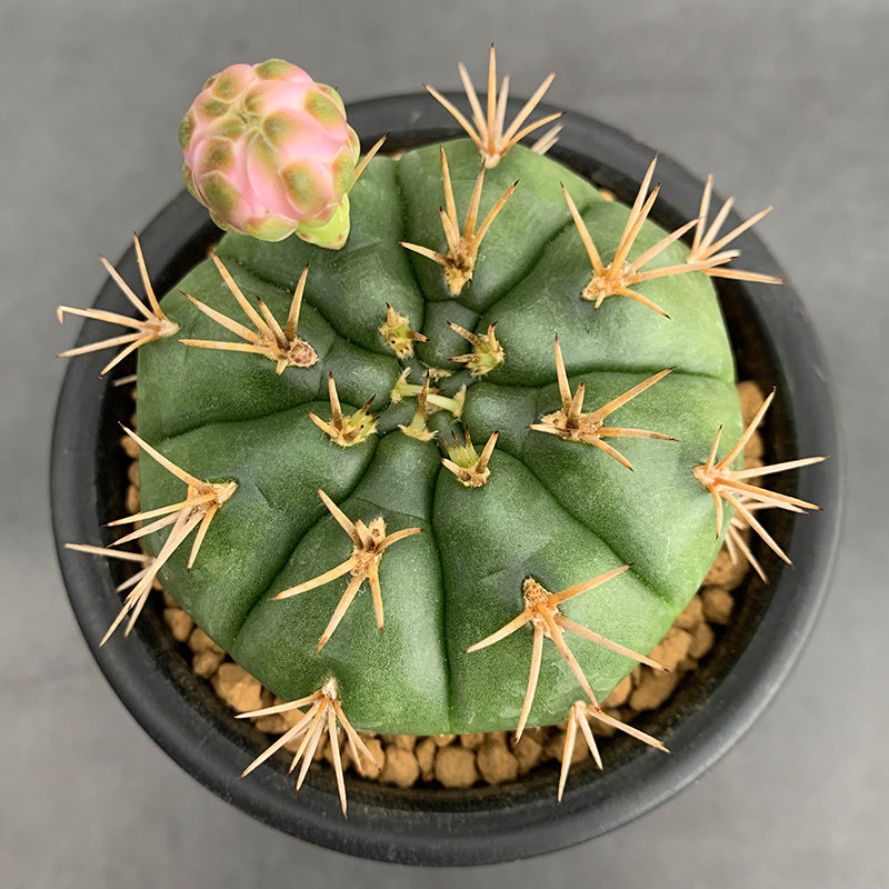 花定缘 勇将丸狂刺开花球裸萼球属多肉植物开粉花21-40