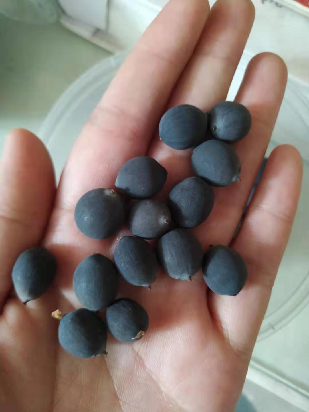 (中小型碗莲种子)盆栽植物荷花卉池塘莲藕莲子种子 建国碗莲苑