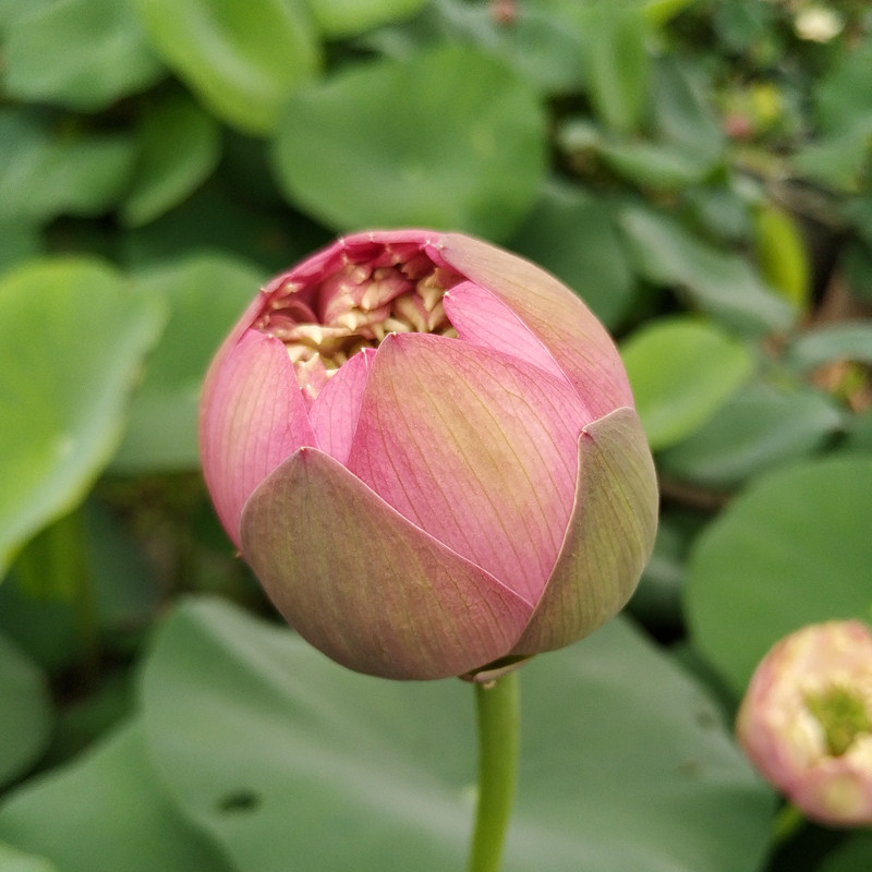 秦淮月夜中型碗莲荷花盆栽莲花阳台水培花卉花卉