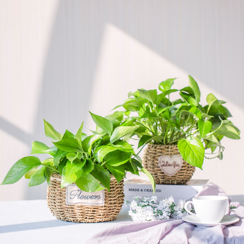 水培绿萝盆栽花卉植物室内甲醛净化空气好养盆景绿植