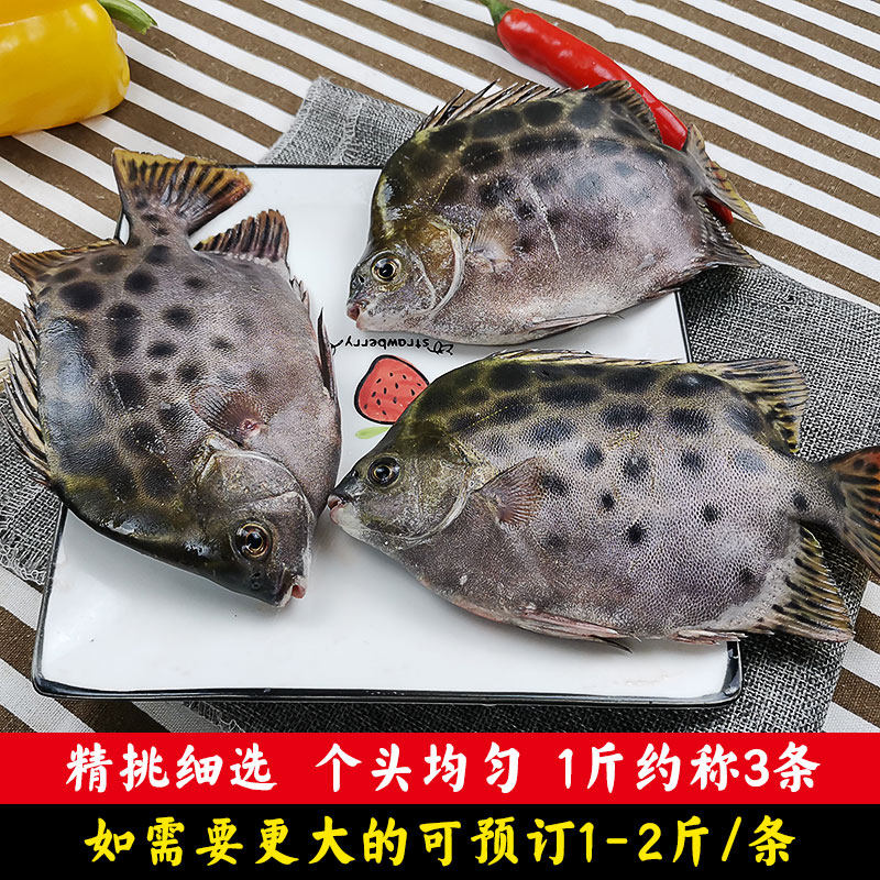 海鱼新鲜海钓深海金午鱼鲜活冷冻斑点湛江生鲜鲳鱼