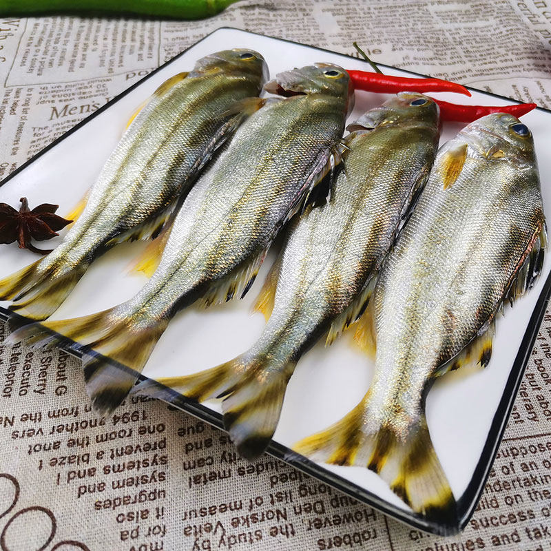 湛江海鲜新鲜沙古头天然甘草草鱼茂公鱼深海鱼黄鱼