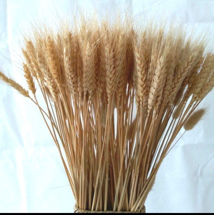 干花麦穗装饰稻穗谷子干支金色麦杆本色商务干花
