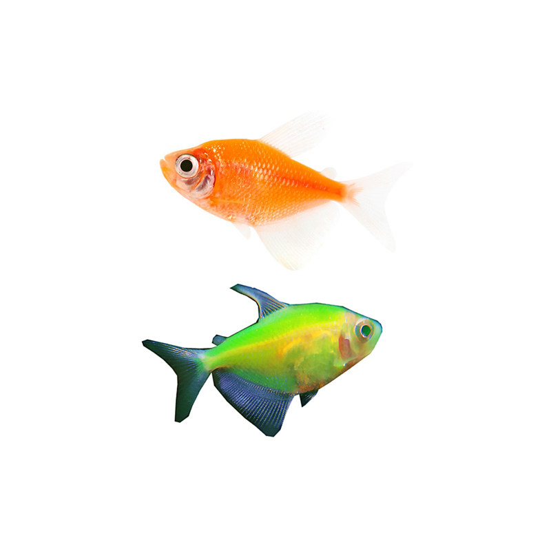 天使鱼夜明珠彩裙柠檬翡翠荧光绿鱼小型热带景观鱼