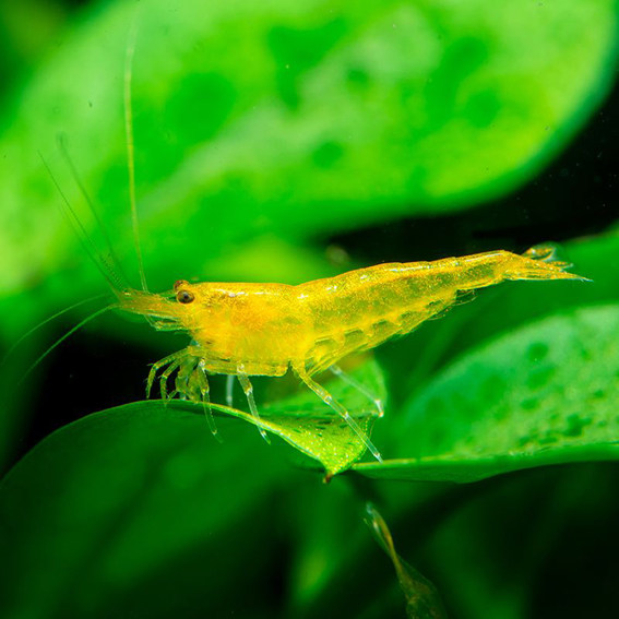 黄金金背虾米虾观赏宠物虾草缸背虾活体10只包邮虾