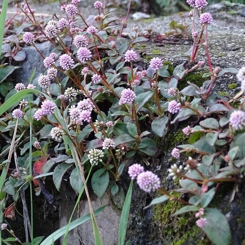 贵州新鲜头花天然新货石莽草石辣蓼小红红太阳草无其他药食同源食品