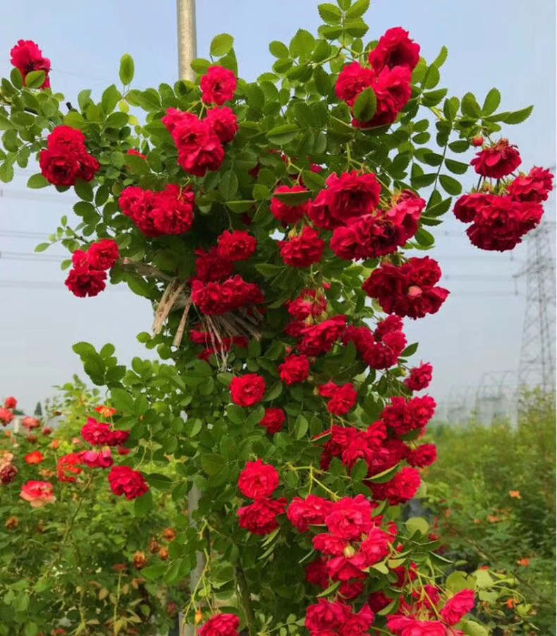 木香花苗浓香四季甜蜜红木香耐寒庭院攀爬植物红花蔷薇黄木香盆栽