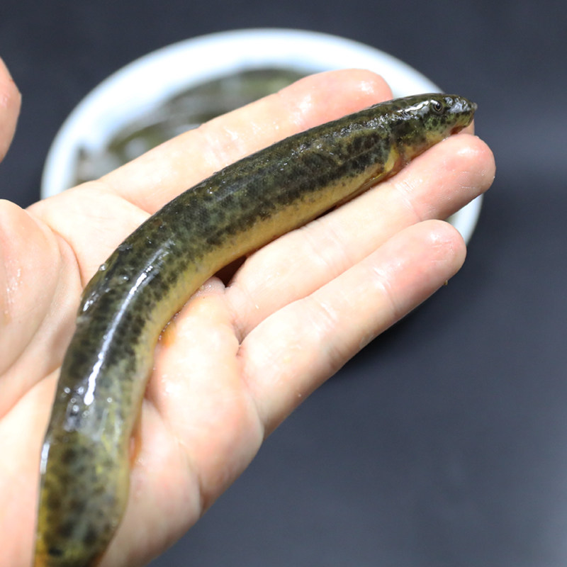 泥鳅新鲜食用原生态鱼青鲜活水产河鲜500g活体淡水鱼类