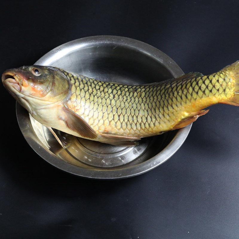 鲤鱼新鲜鲜活水产湖北特产原生态食用河鲜特大鲤鱼500g现杀顺丰