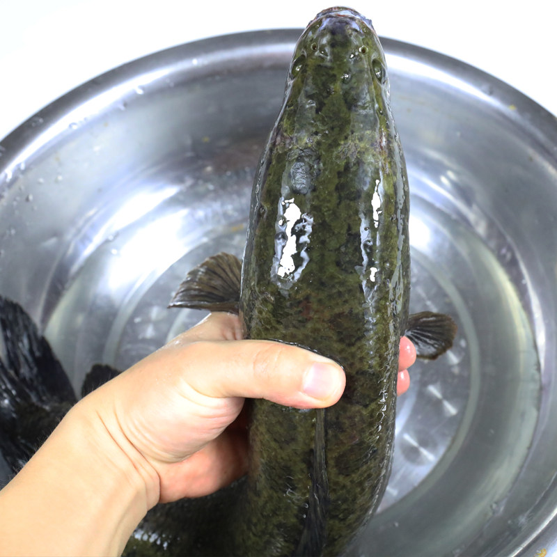 黑鱼新鲜湖北原生态鱼乌鱼蛇鱼生鱼活鱼鲜活现杀500g