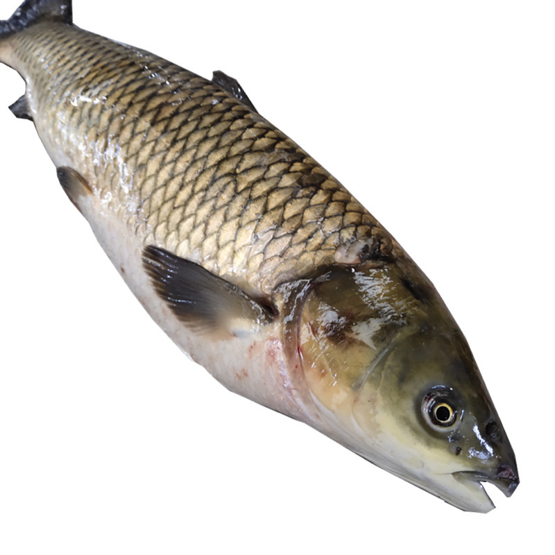 草鱼新鲜水产活鱼现杀原生态鲜活冷冻混子子鱼淡水鱼类
