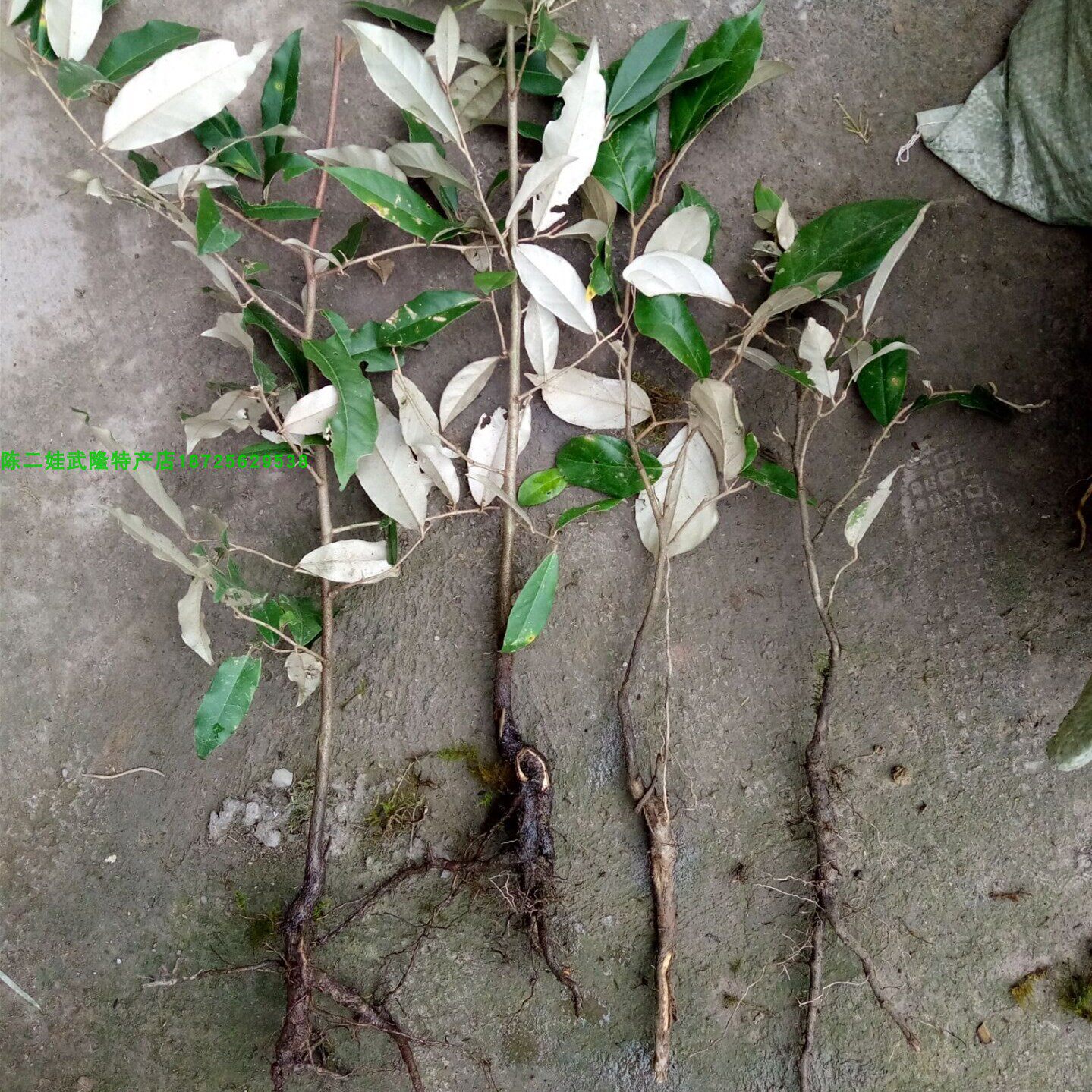 羊奶盆栽室内秃子胡秃子果胡果苗树苗果树奶子果树
