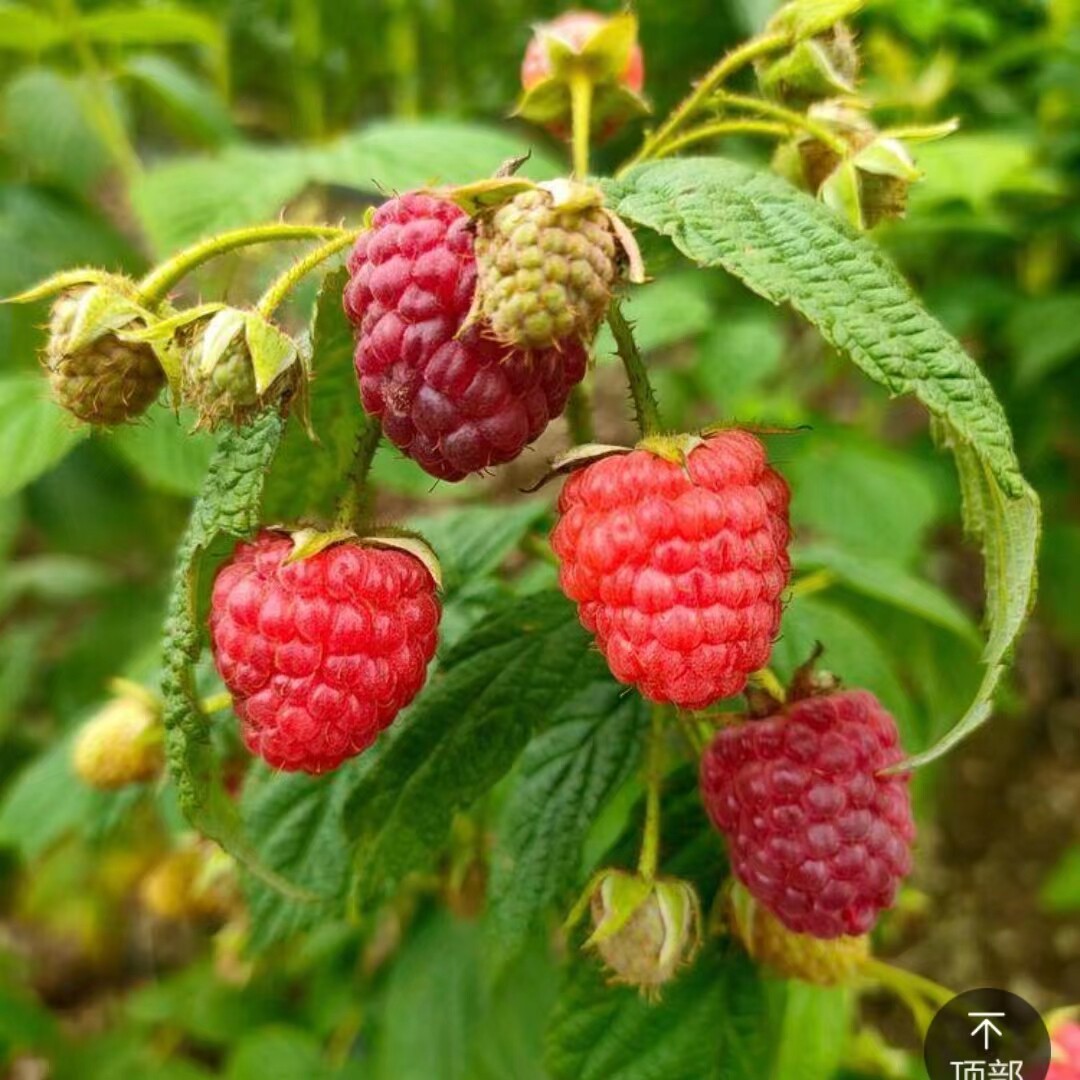 树莓野生苗覆盆子苗黑刺泡蔷薇果苗刺霉果树