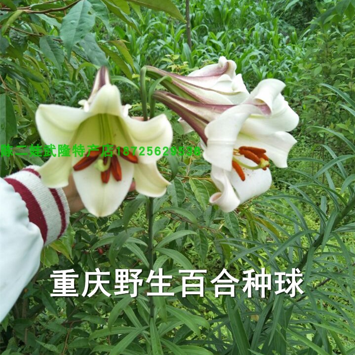 简单植物生长属性 :多年生球根种植时间 :冬季 秋季植物品种 :百合