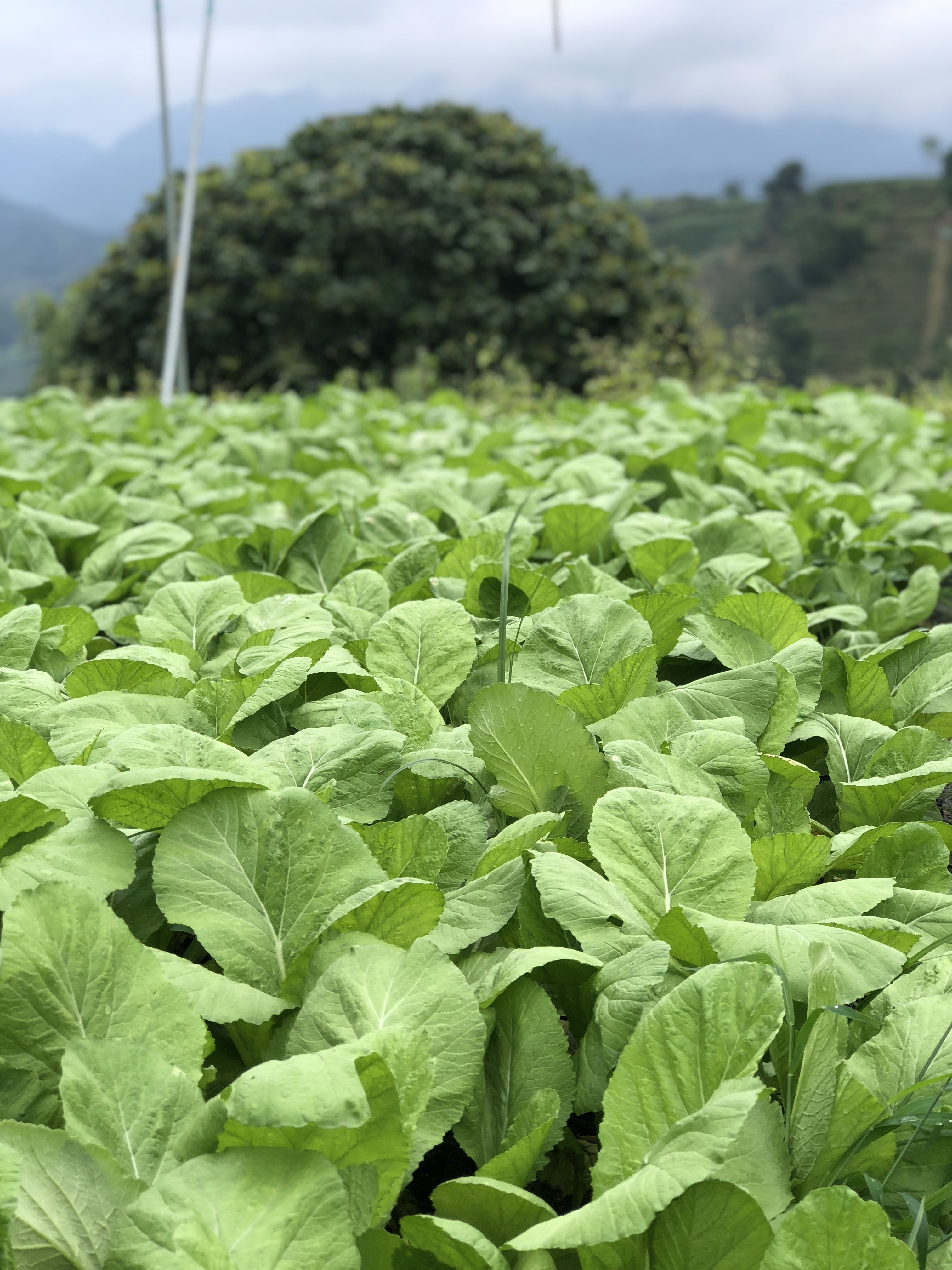 广东潮汕春菜新鲜蔬菜农家自种1斤装全店6斤其它