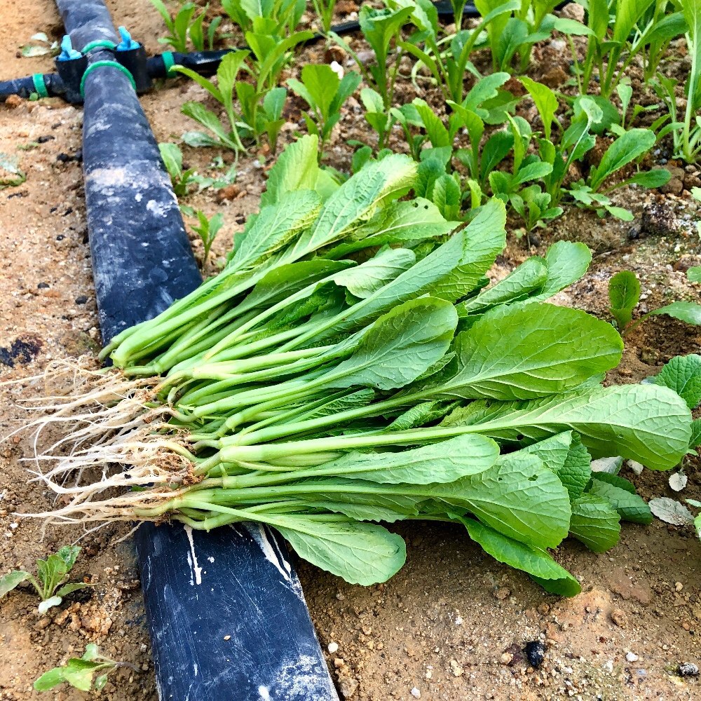 新鲜广东潮汕食用菜苗小春蔬菜1斤6斤包邮可叶菜类