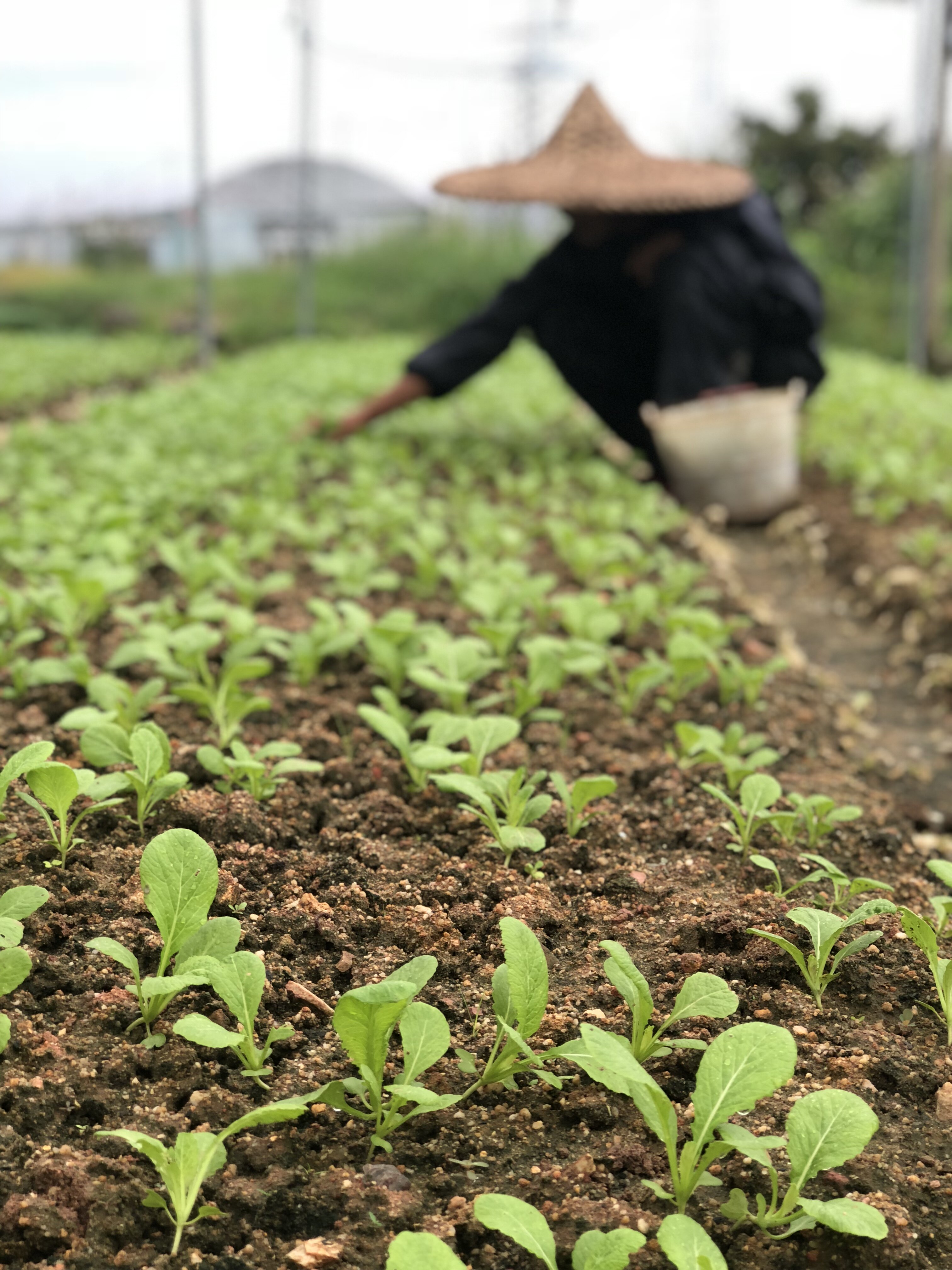 广东潮汕春菜新鲜蔬菜农家自种1斤装全店6斤其它