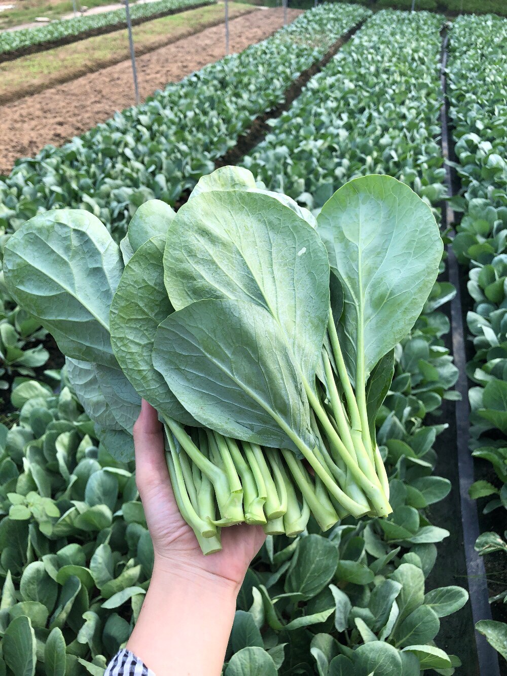 广东潮汕芥蓝新鲜蔬菜农家自种1斤省内3斤其它