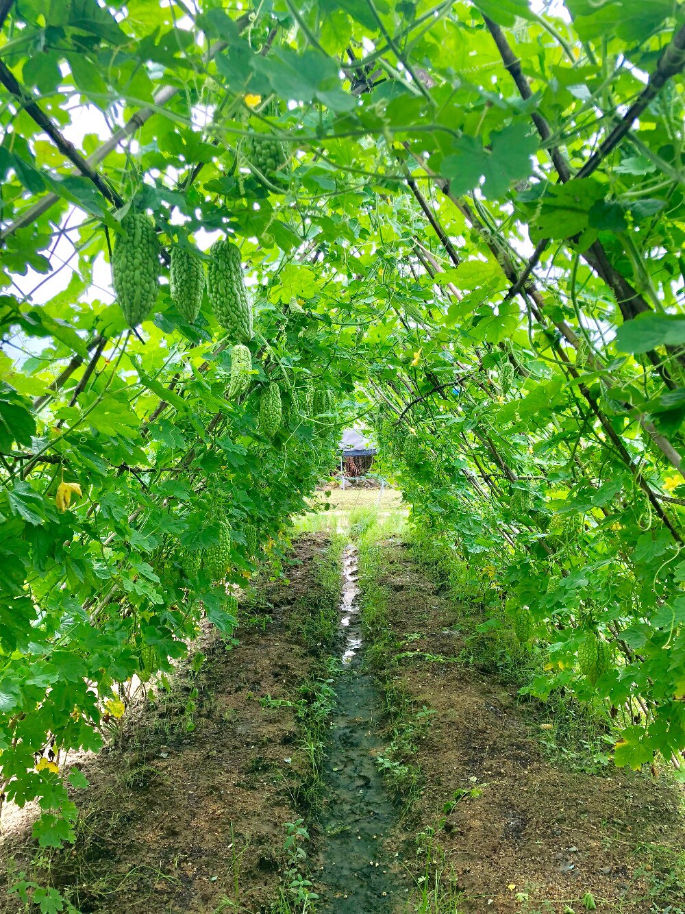 广东1斤装可混包邮6斤蔬菜潮汕新鲜自种农家其它