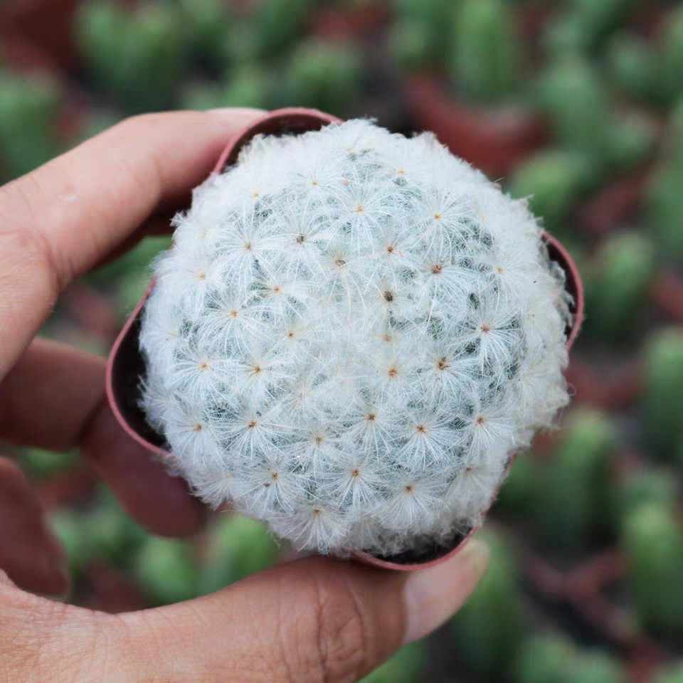 清纯花屋实生白星仙人软毛毛多植物开花室内多肉植物