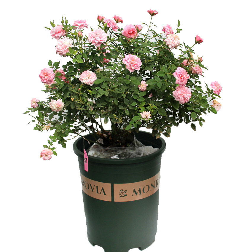 护身符微型月季月季花花苗盆栽条纹勤花多头淡香时令草本花卉