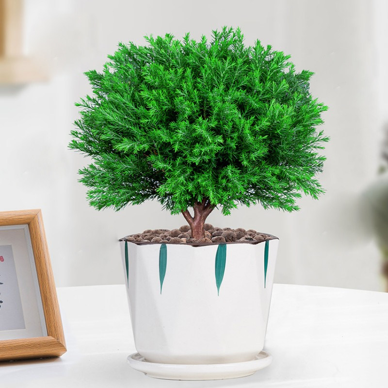 雾松盆栽植物办公室桌面雾凇小盆盆景室内四季绿植